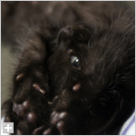 黒猫