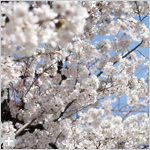 富士通Gの桜