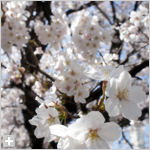 富士通Gの桜